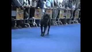 Jejak Cane Corso di World Dog Show Milan 2000