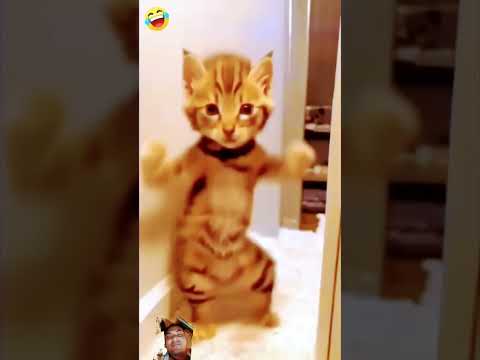 nice ❤️ video  #funny #comedy #cat @YoutubeWaleBaba86 @sudhirsahani-em9kh @GoldminesTelefilms