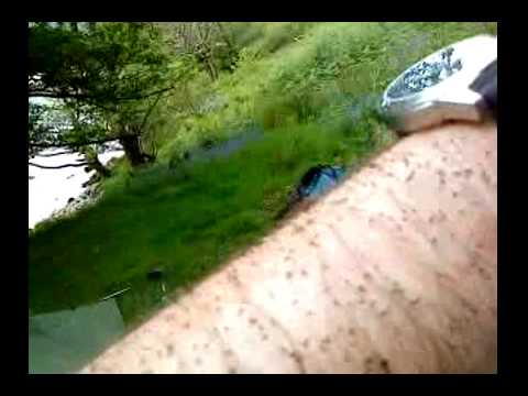 Midges in Scotland