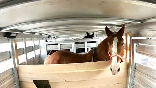 Draft Horses FIRST RIDE in our NEW TRAILER.... How will they React??? #426