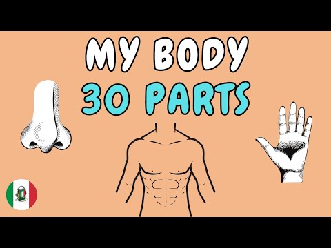 30 parts of the body in Italian - Italian Vocabulary with Pictures