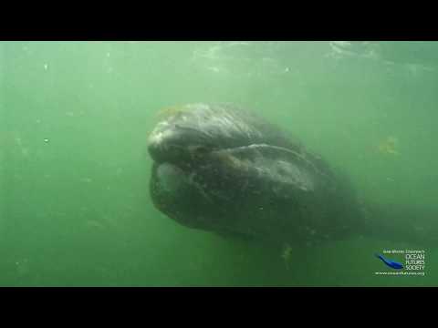 SeaScope 02 - Whale Wishers