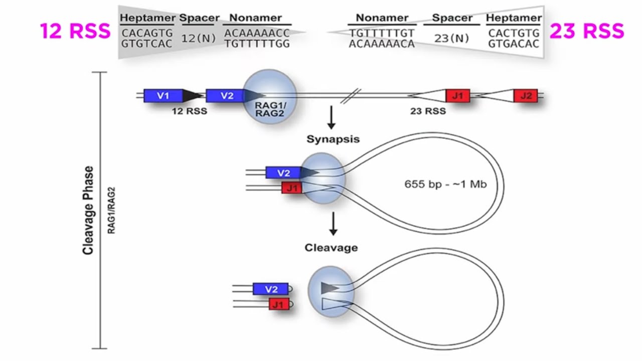 T and B Cell Development: V(D)J Recombination