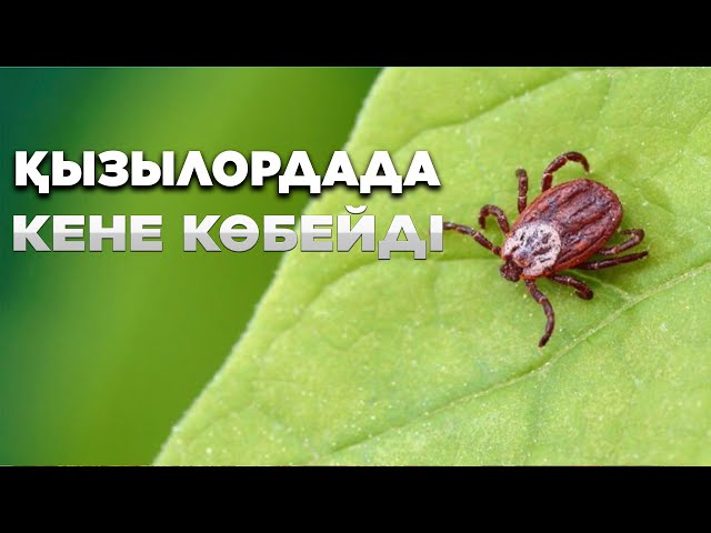 ЖАҢАЛЫҚТАР. 10.07.2023 күнгі шығарылым