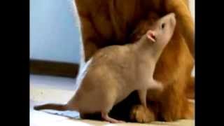 Negativland - influential you