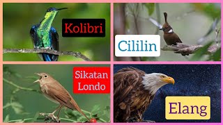 Download lagu masteran kombinasi cililin, sikatan londo, kolibri, elang jernih mp3 Download lagu masteran kombinasi cililin, sikatan londo, kolibri, elang jernih mp3