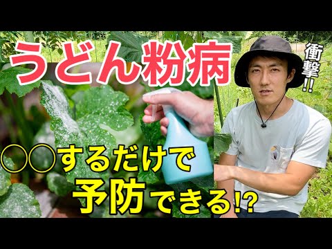 , title : '【新事実！】うどん粉病は葉が濡れていると広がらない！？'