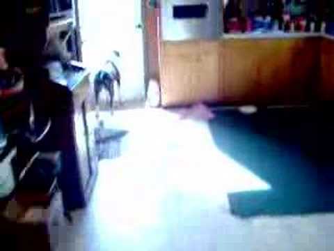 Valli After Her Bath