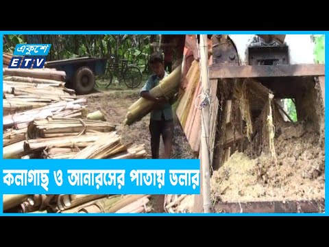 ফেলে দেওয়া কলাগাছ ও আনারসের পাতায় বিপুল ডলারের সম্ভাবনা