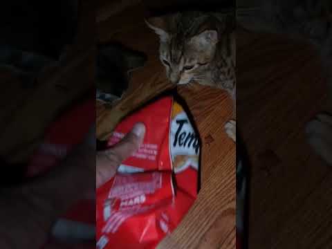 Stay Away From My Treats!