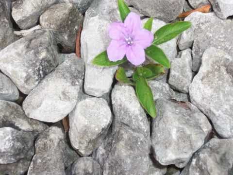 Thumbnail for Steve Wariner - The Flower That Shattered The Stone by Steve Wariner
