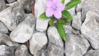 Steve Wariner - The Flower That Shattered The Stone