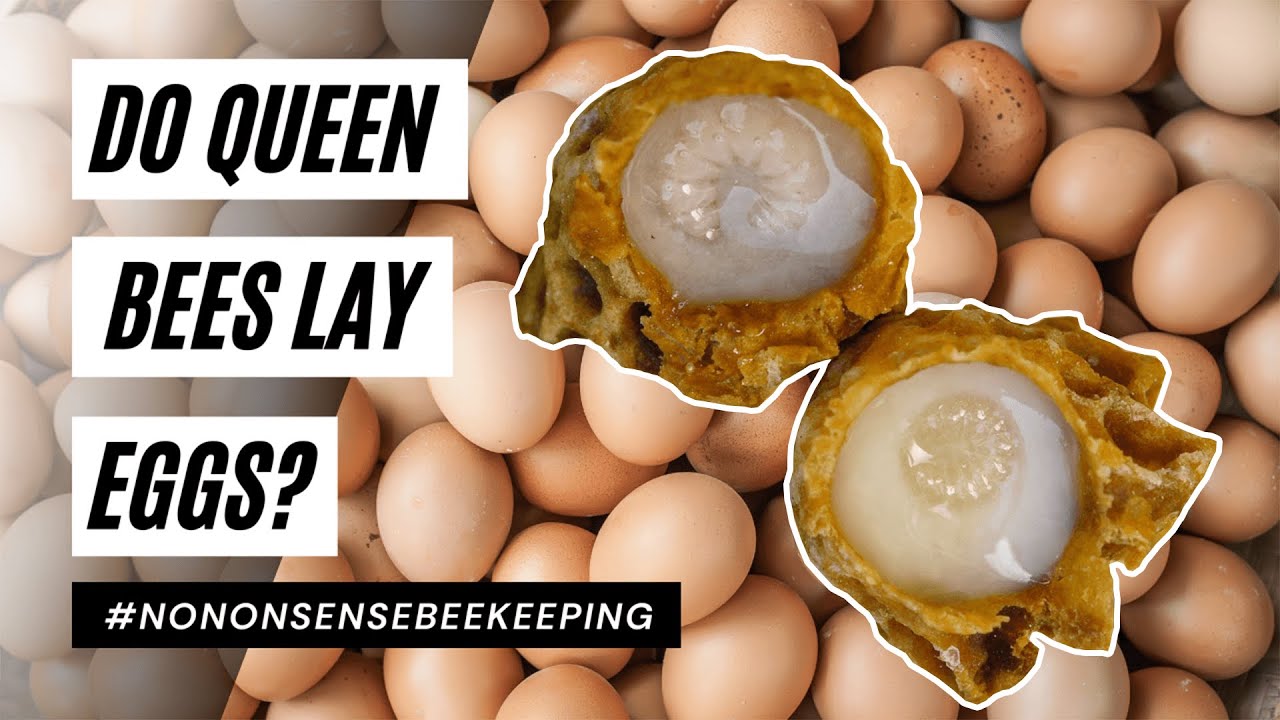 Watch video Do Queen Bees Lay Eggs - Queen Bee Laying Eggs #SHORTS Now Do Queen Bees Lay Eggs - Queen Bee Laying Eggs #SHORTS