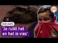 Bevers worden gevild tijdens 'dagje uit' in Nijmegen