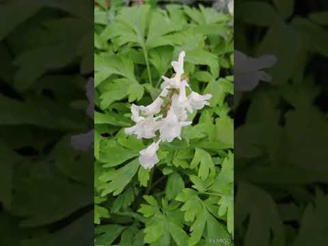 Séta a Margit-szigeten