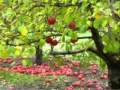Jack Scott - Apple Blossom Time - (Audiofoto).wmv