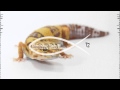 Oliver Heldens X Becky Hill - Gecko (Overdrive ...