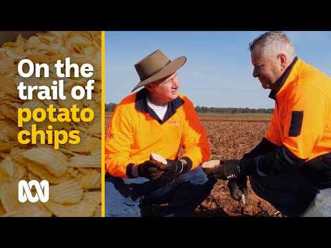 Paddock to packet, potato chip company Smith's 90 years in Australia 🥔 | Landline | ABC Australia
