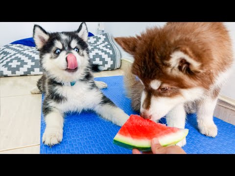 10 Weeks Old Husky Puppies Try Fruits For The First Time