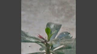 Download lagu NAN KO PAHAM mp3 Download lagu NAN KO PAHAM mp3