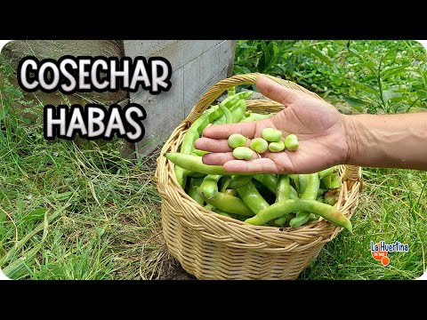Como Y Cuando Cosechar Las Habas || Huerto Organico || La Huertina De Toni