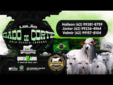 LEILÃO GADO DE CORTE FORMOSO LEILÕES - FORMOSO - GO - 16/04/2026