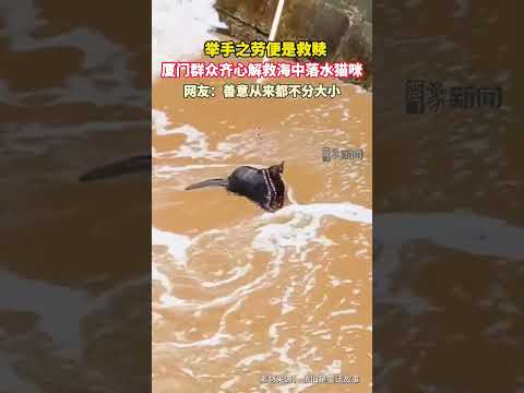近日廈門演武大橋附近，一只黑貓不慎落入近海，遭海浪圍困處境危險。岸邊路人借助長桿繩索精準套住貓咪，合力將其安全救回岸邊。#廈門瞬間 #海邊暖心一幕