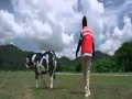 Best Comedyane Vadivelu Vs Cow