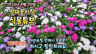 추석연휴 끝나고 어떤 식물들이 입고되었는지 함께 랜선으로 구경가요~ 24년 9월 20일 #양재꽃시장 #식물튜…