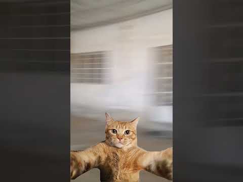 Mucho go go go go go