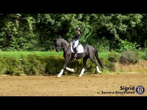 Sigrid - Stute - 2020 geboren (Secret x Grey Flanell)