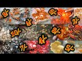 Wholesale Aquarium Fish Market Near Me