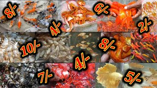 Aquarium fish are available at very low price🐟Retail & wholesale both available🐟 Cheapest price fish