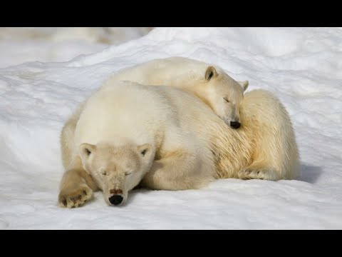 Explore Russia's wildlife sanctuary on a Wrangel Island cruise with Heritage Expeditions