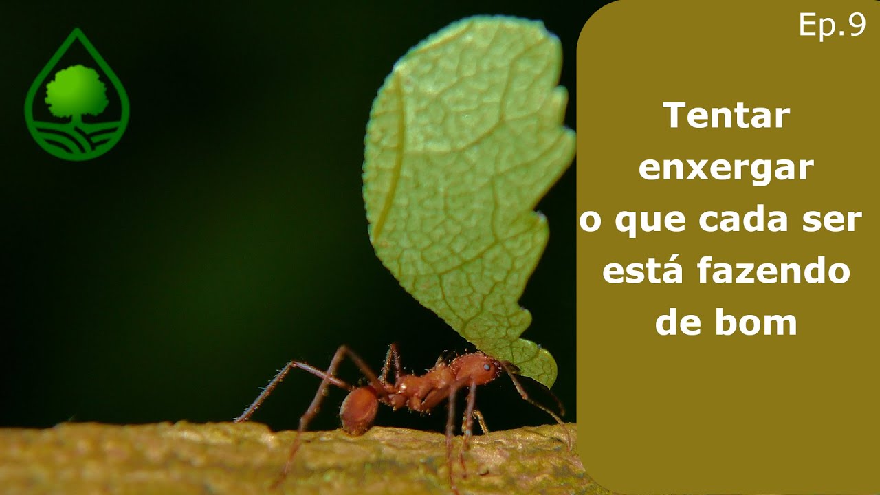 Episódio 9 - Tentar enxergar o que cada ser está fazendo de bom.