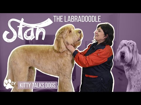 Grooming Stan the Labradoodle | Kitty Talks Dogs - TRANSGROOM