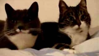 Two cat talking Video