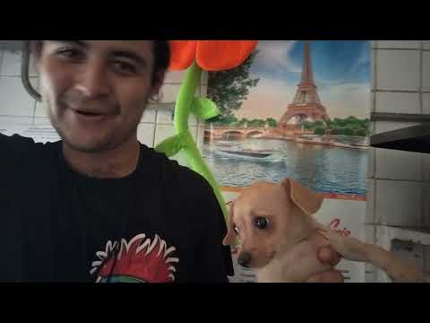 PRESENTACION DE MI NUEVA MASCOTA HASHIKA (PERRITA)#video#perro