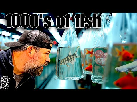 1000's of AQUARIUM/POND FISH in STOCK - FULL SHOP TOUR