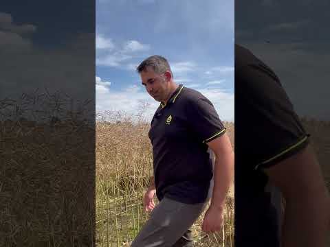 Reifebestimmung der RAPOOL Sorten mit Sebastian