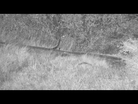 Djuma Cam: Genet Hunting Frogs on dam wall and posing up on the wall 5/11/25