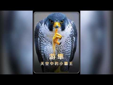 遊隼：空中小霸王駕到 通通閃開。 貓頭鷹：你小子晚上別睡太死。 #遊隼 #動物世界 #貓頭鷹 #保護野生動物