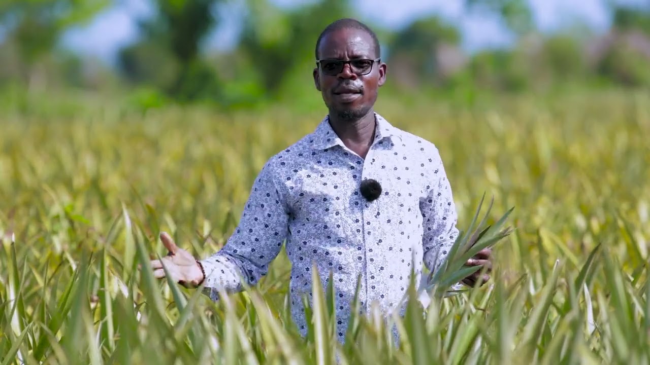 Biophyto SA : Champion de l’agriculture biologique et des intrants verts au Bénin