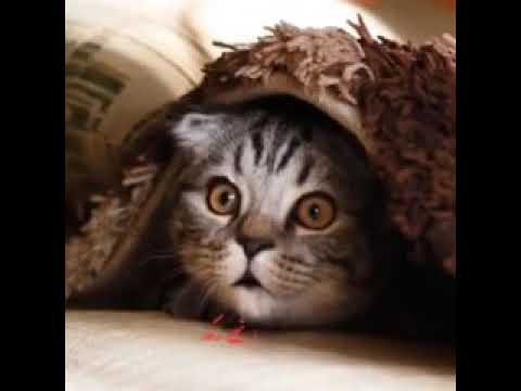 Funny cat 🐈## lockdown# firdous ashiq awan#😂