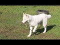 Siberian Husky welpen kaufen