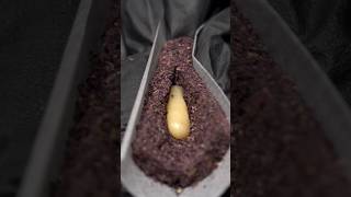 A Hash hole rolled with Colorado Night shifter flower and Melted Strawberries rosin.