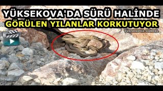 Yüksekova'da Sürü Halinde Görülen Yılanlar Korkutuyor