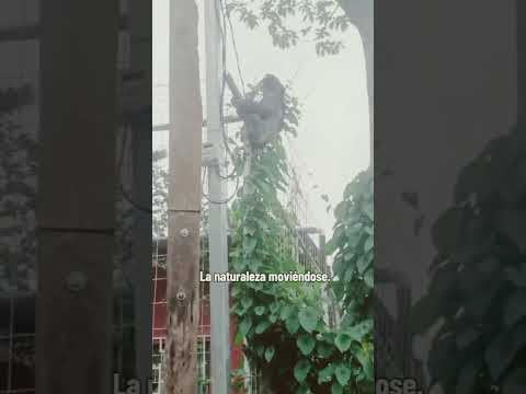 Oso perezoso en Nueva Guinea Nicaragua.