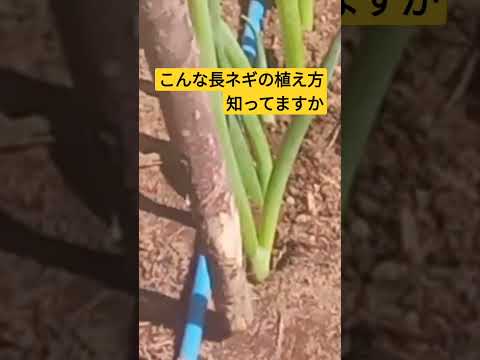 ネギの準備:簡単なレシピのアイデア 植物
