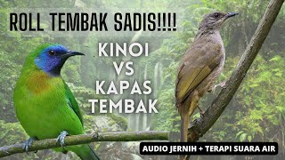 Download lagu Roll tembak burung sadis !!! masteran burung kapas tembak vs kinoi | mp3